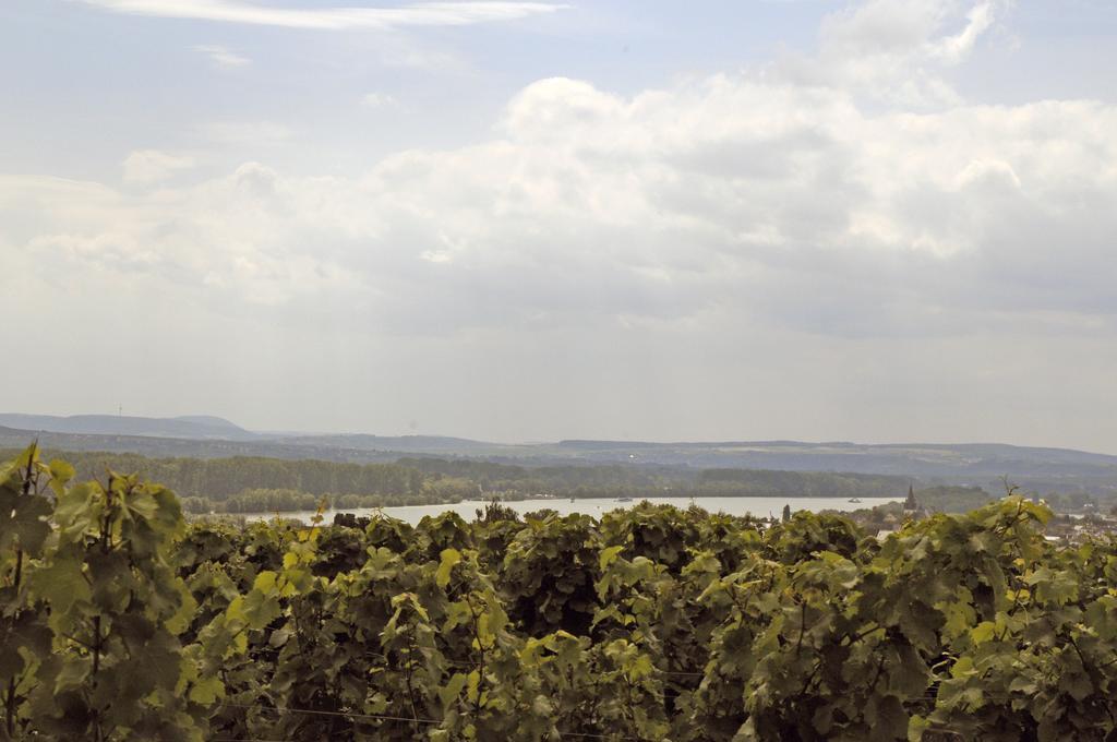 روديسهايم ام رين Landgasthof Germania المظهر الخارجي الصورة